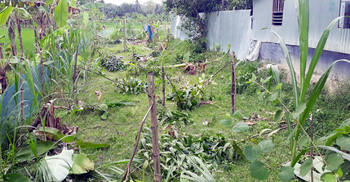 আদালতের নিষেধাজ্ঞা ভেঙে গাছ কেটে জমি দখলের চেষ্টা