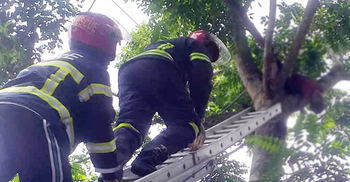 গাছে ঝুলে থাকা শিশুকে উদ্ধার করলো ফায়ার সার্ভিস