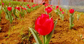 Netherlands' Tulip now in Gazipur