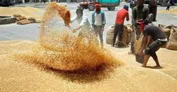 India could soon allow wheat exports of 1.2 mn T