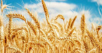 Bangladesh tries to secure wheat from Russia