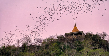 SARS-related viruses infect thousands in Asia every year: Study