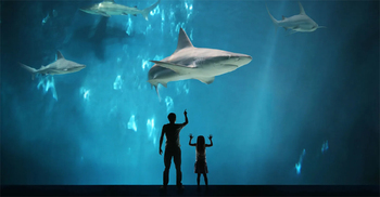 Curiosity: The neglected trait that drives success