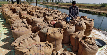 India restricts rice exports, could fuel food inflation