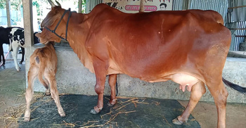 গরু চোর ধরলেই লাখ টাকা পুরস্কার