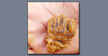 পাবনায় কোরবানি মাংসের টুকরার ‘বিস্ময়কর আকৃতি’ নিয়ে চাঞ্চল্য