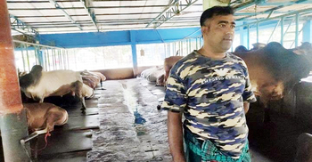 গরুর খামারি নাসিরের কোটি টাকার স্বপ্নভঙ্গ