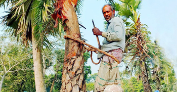খেজুর গাছ থাকলেও গাছি মেলা ভার ফরিদপুরে