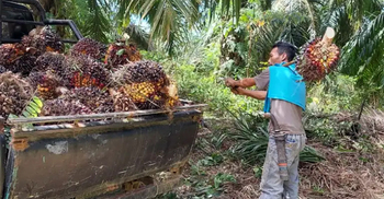 Indonesian farmers decry palm oil export ban as prices plummet