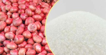 Import duty on onion, sugar reduced