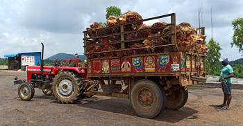 India examining proposal to raise palm oil import tax