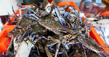 Mediterranean marine heatwaves threaten coastal livelihoods