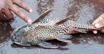 Govt issues final notification banning Sucker Fish