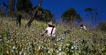 Myanmar opium production surges since coup, UN finds