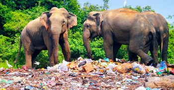 Sri Lanka bans single-use plastics to save elephants
