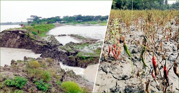 ভাঙা বেড়িবাঁধ দিয়ে ফসলের খেতে রোজ ঢুকছে জোয়ারের পানি