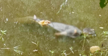 কুমিল্লায় ডোবায় মিলল যুবকের মরদেহ