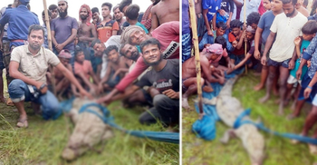 সেই কুমিরের ঠাঁই হচ্ছে গাজীপুর সাফারি পার্কে