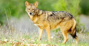 সিরাজগঞ্জে শিয়াল আতঙ্কে ৫ গ্রামের মানুষ