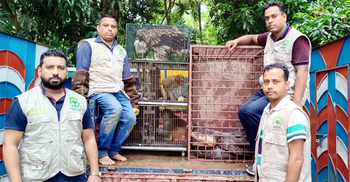 চাঁদপুরে দুটি মিনি পার্ক থেকে অজগর-বানর-শকুন উদ্ধার
