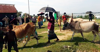 ভৈরবে দুটি গরুর হাট বন্ধ করলেন ইউএনও
