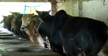 শোকে পাথর গাংনীর এমরান