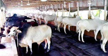 অনলাইনে ৩৬৮১ পশুর ছবি আপলোড, বিক্রি ১৩২টি