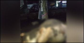 বাড়ি নেওয়া হলো না কোরবানির গরু