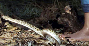 ব্রাহ্মণবাড়িয়ায় ‘রাসেল ভাইপারের’ কামড়ে যুবকের মৃত্যু