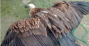 ভোলায় বিরল প্রজাতির ঈগল উদ্ধার