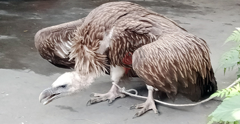 বগুড়ায় বিপন্ন হিমালয়ান গৃধিনী শকুন উদ্ধার