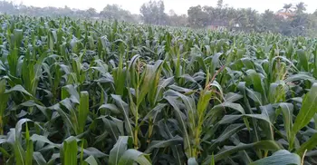 ১ মণ ভুট্টার দাম ৬০০ টাকা, চাষে আগ্রহ বেড়েছে