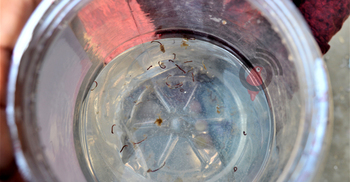 সাপ্লাই পানিতে আসছে পোকা