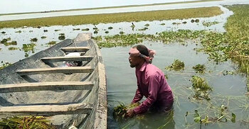 নাসিরনগরে পানিতে তলিয়ে গেছে ৮০ হেক্টর জমির ধান