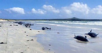 Nearly 100 whales die after mass stranding in New Zealand