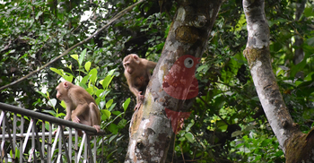 লাউয়াছড়ায় এখন অবাধে দেখা মেলে বন্যপ্রাণির