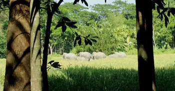Three killed in wild elephant attacks