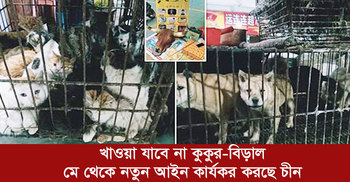খাওয়া যাবে না কুকুর বিড়াল, মে থেকে নতুন আইন কার্যকর করছে চীন  | ০৫ এপ্রিল ২০২০