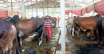 গরু নিয়ে শঙ্কায় কুমিল্লার খামারিরা