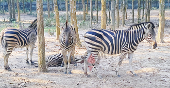 ‘সাফারি পার্কে জেব্রাগুলো হত্যা করা হয়েছে’