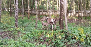 করোনাকালে সাফারি পার্কের জেব্রা পরিবারে নতুন অতিথি