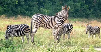 Case filed over death of 11 zebras at Safari Park