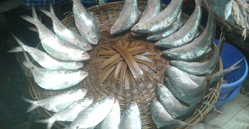 এক কেজি ওজনের ৪টি ইলিশের দাম ১৩শ টাকা!