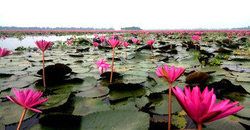 বিকিবিল হাওরে লাল শাপলার রাজত্ব