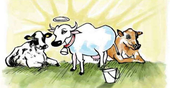 গরু ভক্তি চোরের লক্ষণ