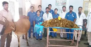 Doctors remove 52kg plastic from cow’s stomach in Tamil Nadu