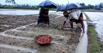 টানা বর্ষণে ডুবে গেছে দিনাজপুরের আলু চাষিদের স্বপ্ন