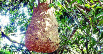 পার্বতীপুরে ভিমরুলের কামড়ে দুই ভাইয়ের মৃত্যু