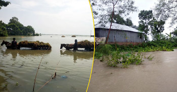 পদ্মার পানি বৃদ্ধিতে ২ হাজার হেক্টর জমির ফসল নষ্ট