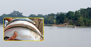 মোবাইলে পেমেন্ট করলেই ইলিশ পৌঁছে যাচ্ছে বাড়ি